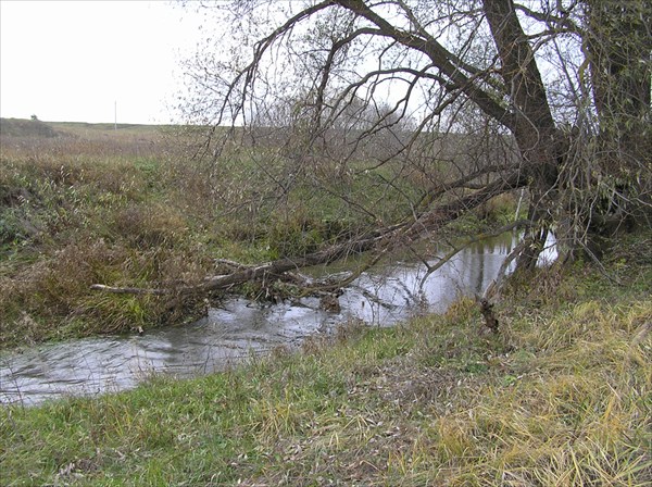 (фото 5) Место переползания Ашланки по стволу ивы.